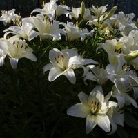 Белые лилии :: Сергей Швечков