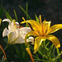 Цветы распустились :: Сергей Швечков