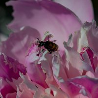 Как вкусно) :: Светлана SvetNika17