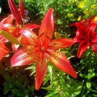 Лилии :: Елена Семигина Лилии :: Елена Семигина