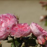 французский парк в Рундале :: ИННА ПОРОХОВА