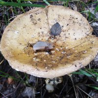 золотистый мухомор :: Елена Шаламова золотистый мухомор :: Елена Шаламова