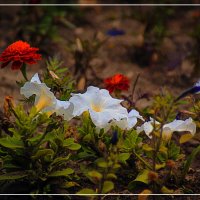 Цветочный мир :: Владимир Кроливец Цветочный мир :: Владимир Кроливец