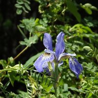 Ирис :: Freddy 97