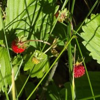 Лесная земляника :: Freddy 97