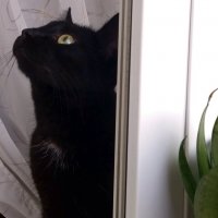 Матильда :: Galina Solovova