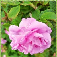 *** :: Татьяна Осипова(Deni2048)