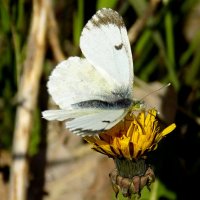 Самка зорьки обыкновенной... :: Константин Штарк