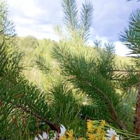 *** :: Светлана Кузнецова *** :: Светлана Кузнецова