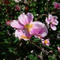 Живёт повсюду красота, Сердца нам радуя и грея,... :: Галина Живёт повсюду красота, Сердца нам радуя и грея,... :: Галина