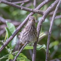 О! НИКОГДА ТАКОГО НЕ БЫЛО И ВОТ ОПЯТЬ!  ) :: Володька Завитушкин