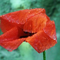 После дождя... :: Владимир Шошин