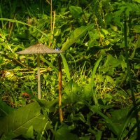 грибочек на полянке :: Алексей Меринов грибочек на полянке :: Алексей Меринов