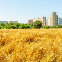 поле у окраины города :: Алексей Меринов