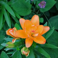 Золотая лилия :: Светлана 