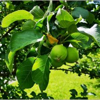 Плоды... :: Aquarius - Сергей