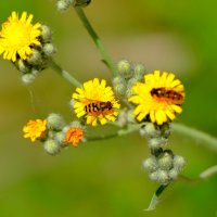в последний день июня 13 :: Александр Прокудин
