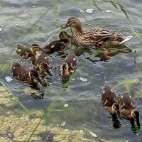 Утки :: Сапсан 