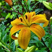 Лилия под дождём. :: Милешкин Владимир Алексеевич 