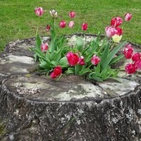 В усадьбе Васнецовых :: Лидия Бусурина