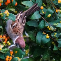 Воробей и жимолость. :: Владимир Безбородов Воробей и жимолость. :: Владимир Безбородов