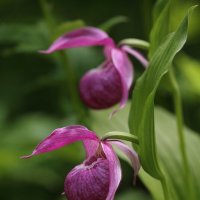 Близнецы :: Евгений Слободской Близнецы :: Евгений Слободской