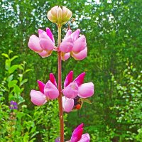 Цветет у протоки Сырой Аган розовый люпин! :: Владимир 