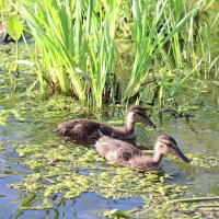 Двое из девяти :: Любовь Сахарова