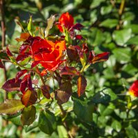 Роза :: Анатолий Чикчирный Роза :: Анатолий Чикчирный