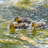 Утята кряквы :: Константин Анисимов