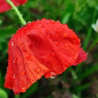 Под дождём :: Валентина Богатко 