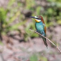 щурки. :: юрий макаров