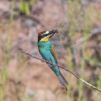 щурки. :: юрий макаров щурки. :: юрий макаров