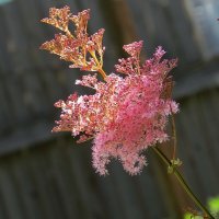 Оттенки розового )    2 :: Natali 