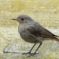 Вечерняя задумчивость ))) :: Natali 