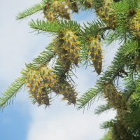 июньские шишки :: Елена Шаламова