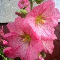 Мальвы :: Елена Семигина