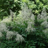 Волжанка :: Рита Симонова Волжанка :: Рита Симонова