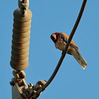 сон :: Аркадий Басович