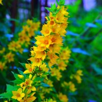 ... :: Владимир иванов