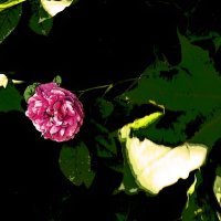 Летние этюды 55 :: Алексей Кузнецов