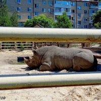 Лето в ростовском зоопарке :: Нина Бутко
