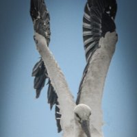 Аист :: Андрей Шейко Аист :: Андрей Шейко