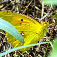 Желтушка присела отдохнуть... :: Константин Штарк