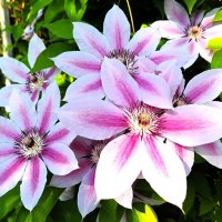 Клематисы :: Наталья 