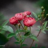 Дачные зарисовки :: Андрей К