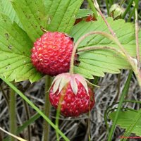 В походах за полевой клубникой... :: Андрей Заломленков В походах за полевой клубникой... :: Андрей Заломленков