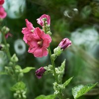 Штокроза розовая(Известна как Мальва) :: Александр Леонов