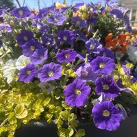 Городские цветы цветут... :: Наталия Павлова Городские цветы цветут... :: Наталия Павлова