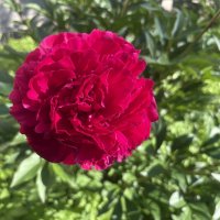 Расцвел в саду любимый мой пион… :: Наталия Павлова Расцвел в саду любимый мой пион… :: Наталия Павлова